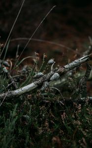 Preview wallpaper pine, branch, cones, dry, grass