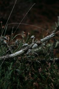 Preview wallpaper pine, branch, cones, dry, grass