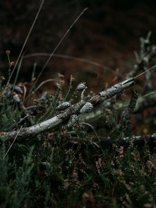 Preview wallpaper pine, branch, cones, dry, grass