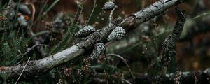 Preview wallpaper pine, branch, cones, dry, grass