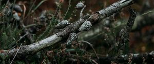 Preview wallpaper pine, branch, cones, dry, grass