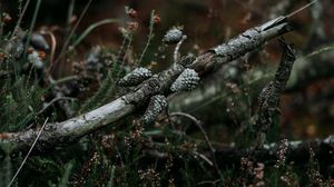 Preview wallpaper pine, branch, cones, dry, grass