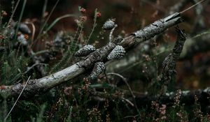 Preview wallpaper pine, branch, cones, dry, grass