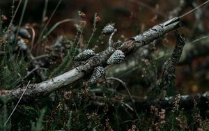 Preview wallpaper pine, branch, cones, dry, grass