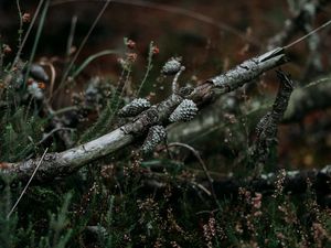 Preview wallpaper pine, branch, cones, dry, grass