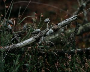 Preview wallpaper pine, branch, cones, dry, grass