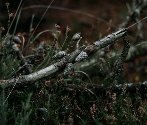 Preview wallpaper pine, branch, cones, dry, grass