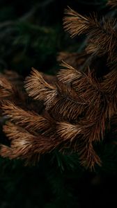 Preview wallpaper pine, branch, dry, cone, needles
