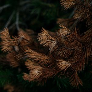 Preview wallpaper pine, branch, dry, cone, needles
