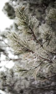 Preview wallpaper pine, branch, frost, snow, macro, plant