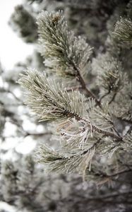 Preview wallpaper pine, branch, frost, snow, macro, plant