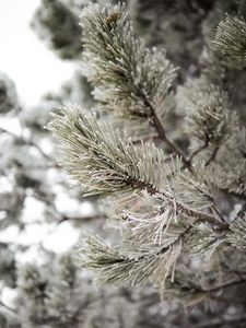 Preview wallpaper pine, branch, frost, snow, macro, plant