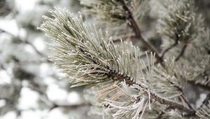 Preview wallpaper pine, branch, frost, snow, macro, plant