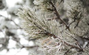 Preview wallpaper pine, branch, frost, snow, macro, plant
