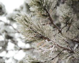 Preview wallpaper pine, branch, frost, snow, macro, plant