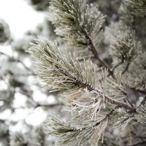 Preview wallpaper pine, branch, frost, snow, macro, plant