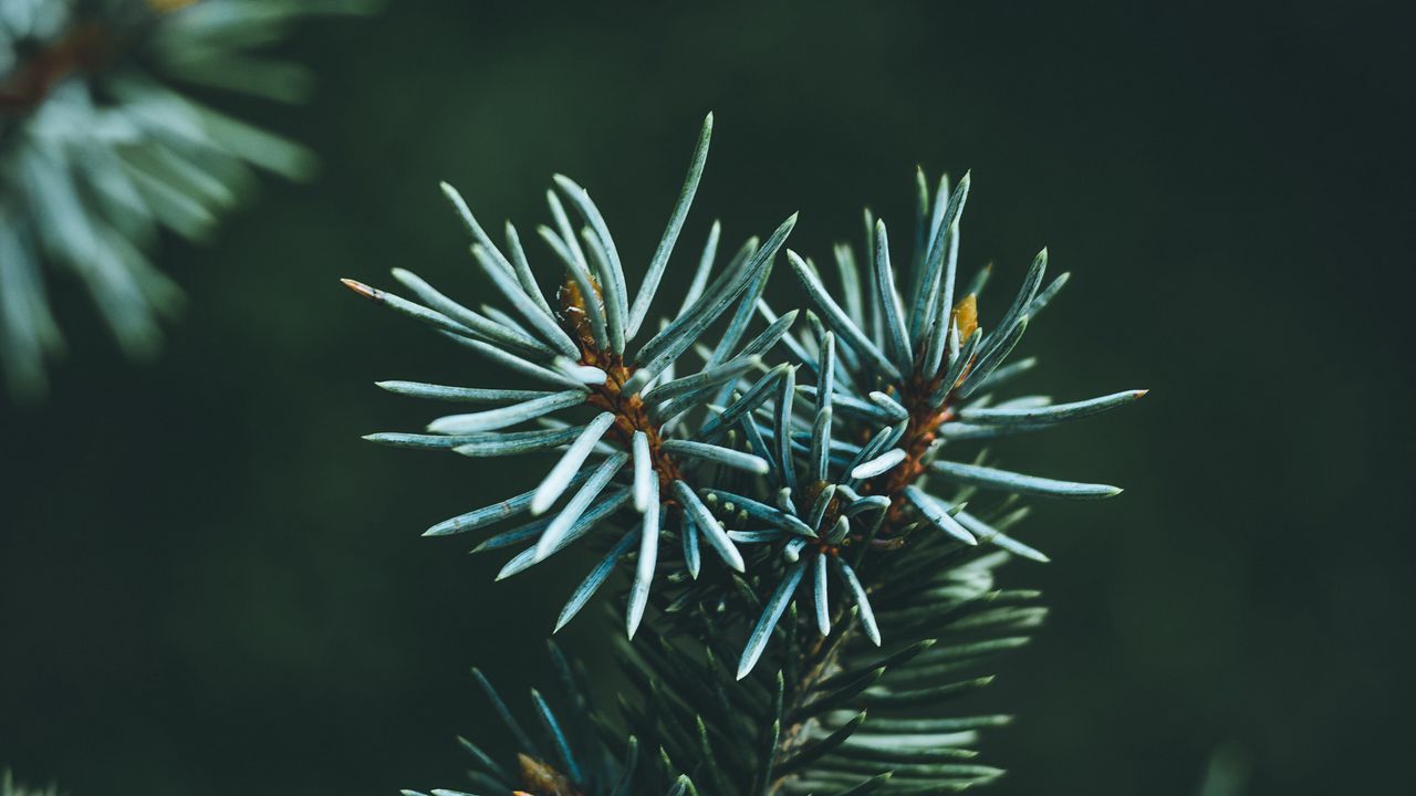 Wallpaper pine, branch, macro, needles, green