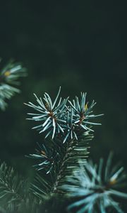 Preview wallpaper pine, branch, macro, needles, green