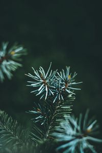 Preview wallpaper pine, branch, macro, needles, green