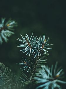 Preview wallpaper pine, branch, macro, needles, green