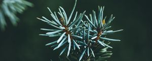 Preview wallpaper pine, branch, macro, needles, green