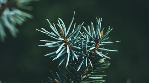 Preview wallpaper pine, branch, macro, needles, green