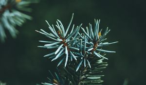 Preview wallpaper pine, branch, macro, needles, green
