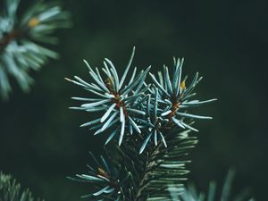 Preview wallpaper pine, branch, macro, needles, green