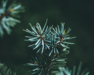 Preview wallpaper pine, branch, macro, needles, green
