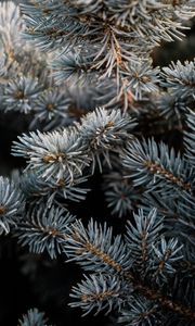 Preview wallpaper pine, branch, macro, needles