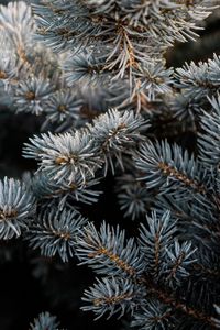 Preview wallpaper pine, branch, macro, needles