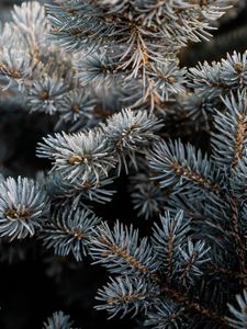 Preview wallpaper pine, branch, macro, needles