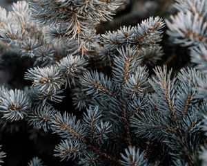 Preview wallpaper pine, branch, macro, needles