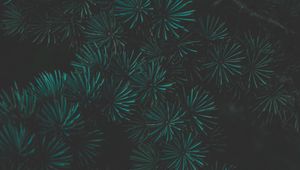Preview wallpaper pine, branch, macro, green, dark