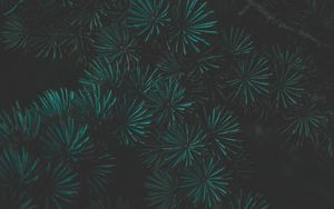 Preview wallpaper pine, branch, macro, green, dark