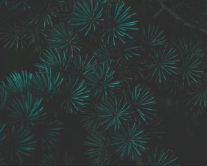 Preview wallpaper pine, branch, macro, green, dark