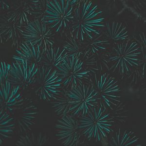 Preview wallpaper pine, branch, macro, green, dark