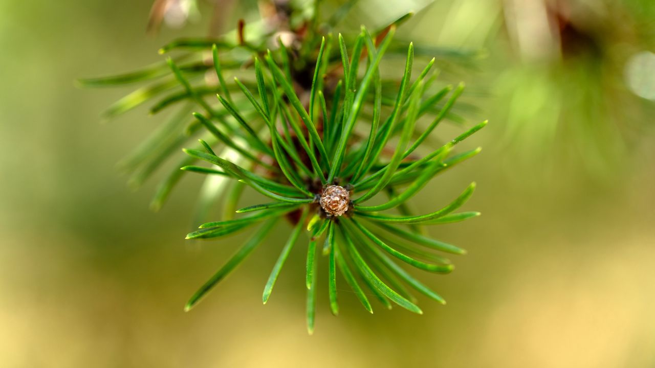 Wallpaper pine, branch, needles, macro