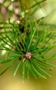 Preview wallpaper pine, branch, needles, macro