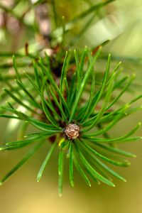 Preview wallpaper pine, branch, needles, macro