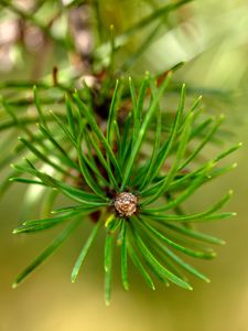 Preview wallpaper pine, branch, needles, macro