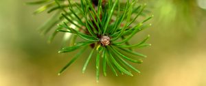 Preview wallpaper pine, branch, needles, macro