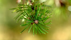 Preview wallpaper pine, branch, needles, macro