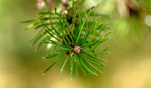 Preview wallpaper pine, branch, needles, macro