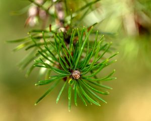 Preview wallpaper pine, branch, needles, macro