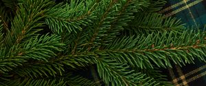 Preview wallpaper pine, branch, needles, green