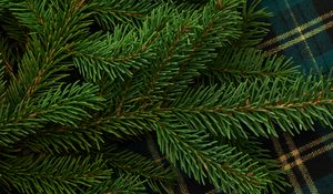 Preview wallpaper pine, branch, needles, green