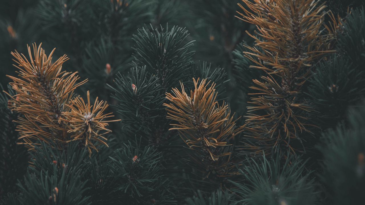 Wallpaper pine, branch, needles, macro, plant