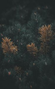 Preview wallpaper pine, branch, needles, macro, plant