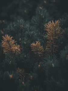 Preview wallpaper pine, branch, needles, macro, plant